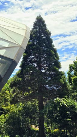 The Giant Sequoia – One of the rare and exotic gems of the Central Botanical Garden