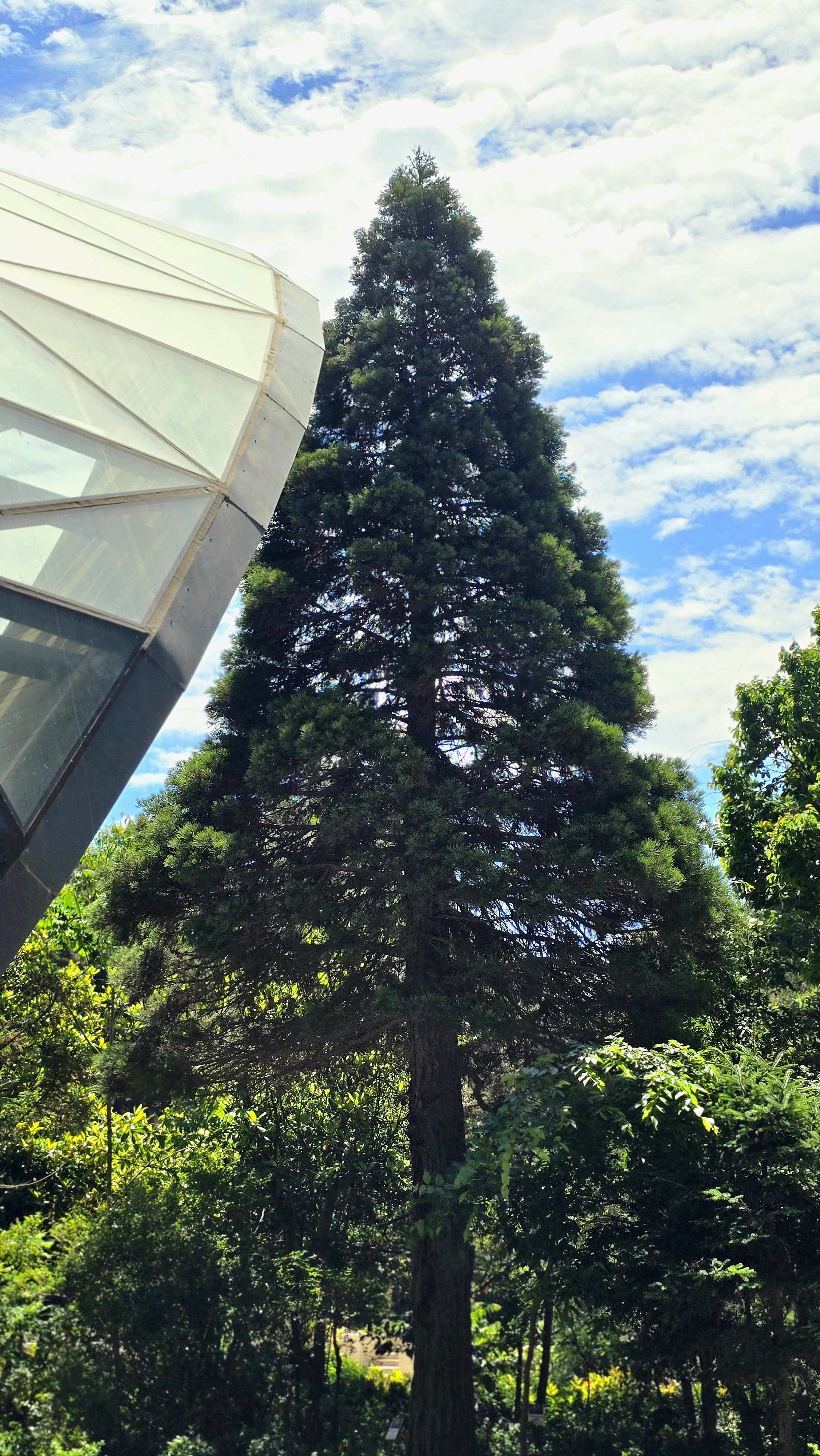 The Giant Sequoia – One of the rare and exotic gems of the Central Botanical Garden