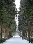 Mərkəzi Nəbatat Bağının qarlı qış mənzərəsi